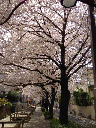 桜並木 桜並木